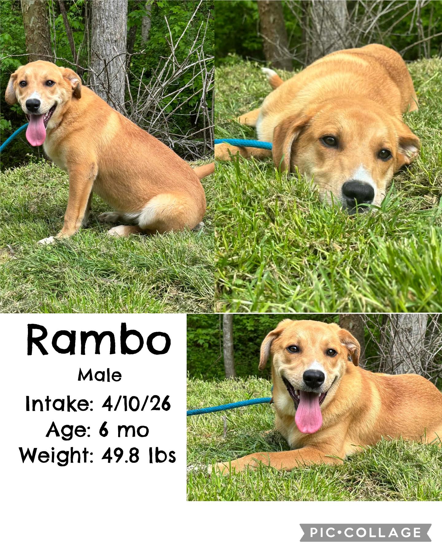 Enlarge Rambo, a ADOPTABLE mixed breed in Staffordsville, KY image 1/1