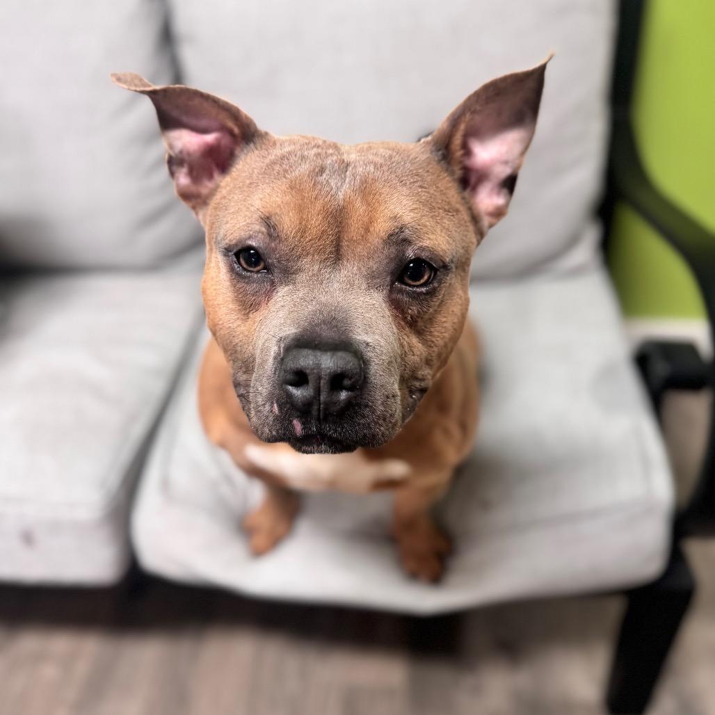 Enlarge Lil Potato, a Adoptable mixed breed in Brownsboro, AL image 1/6