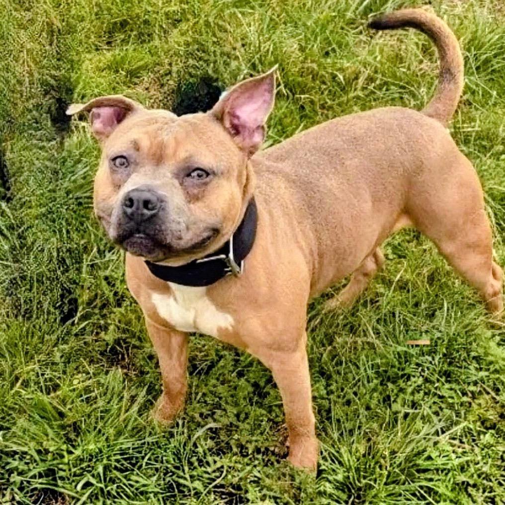 Enlarge Lil Potato, a Adoptable mixed breed in Brownsboro, AL image 2/6