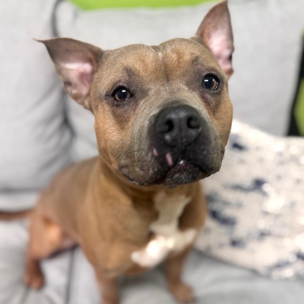 Enlarge Lil Potato, a Adoptable mixed breed in Brownsboro, AL image 3/6