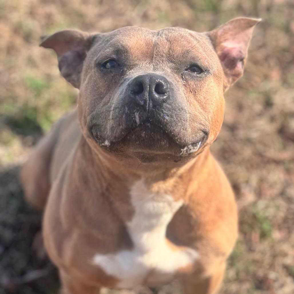 Enlarge Lil Potato, a Adoptable mixed breed in Brownsboro, AL image 4/6