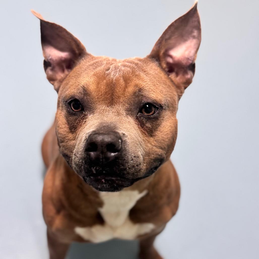 Enlarge Lil Potato, a Adoptable mixed breed in Brownsboro, AL image 5/6