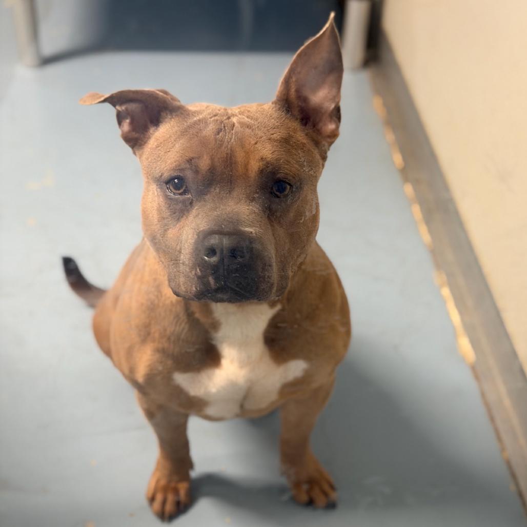 Enlarge Lil Potato, a Adoptable mixed breed in Brownsboro, AL image 6/6