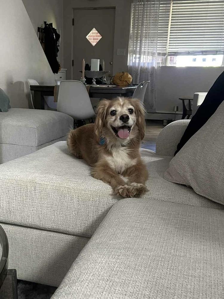 Chewy, Adoptable, Adult Male Cavalier King Charles Spaniel.