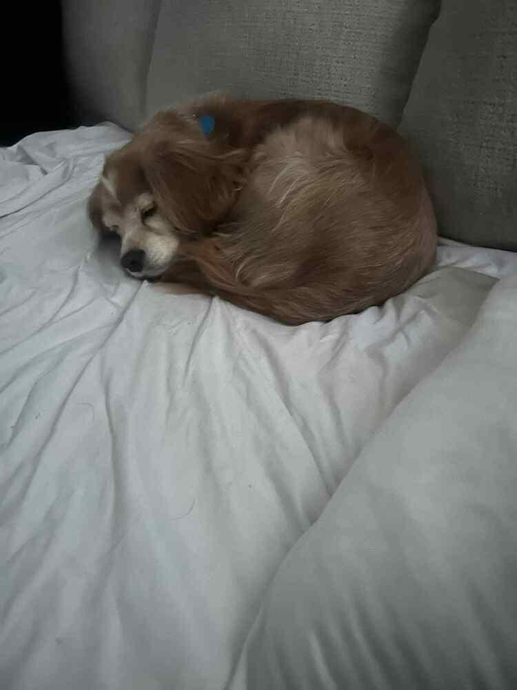 Enlarge Chewy, a Adoptable Cavalier King Charles Spaniel in Springdale, PA image 4/4