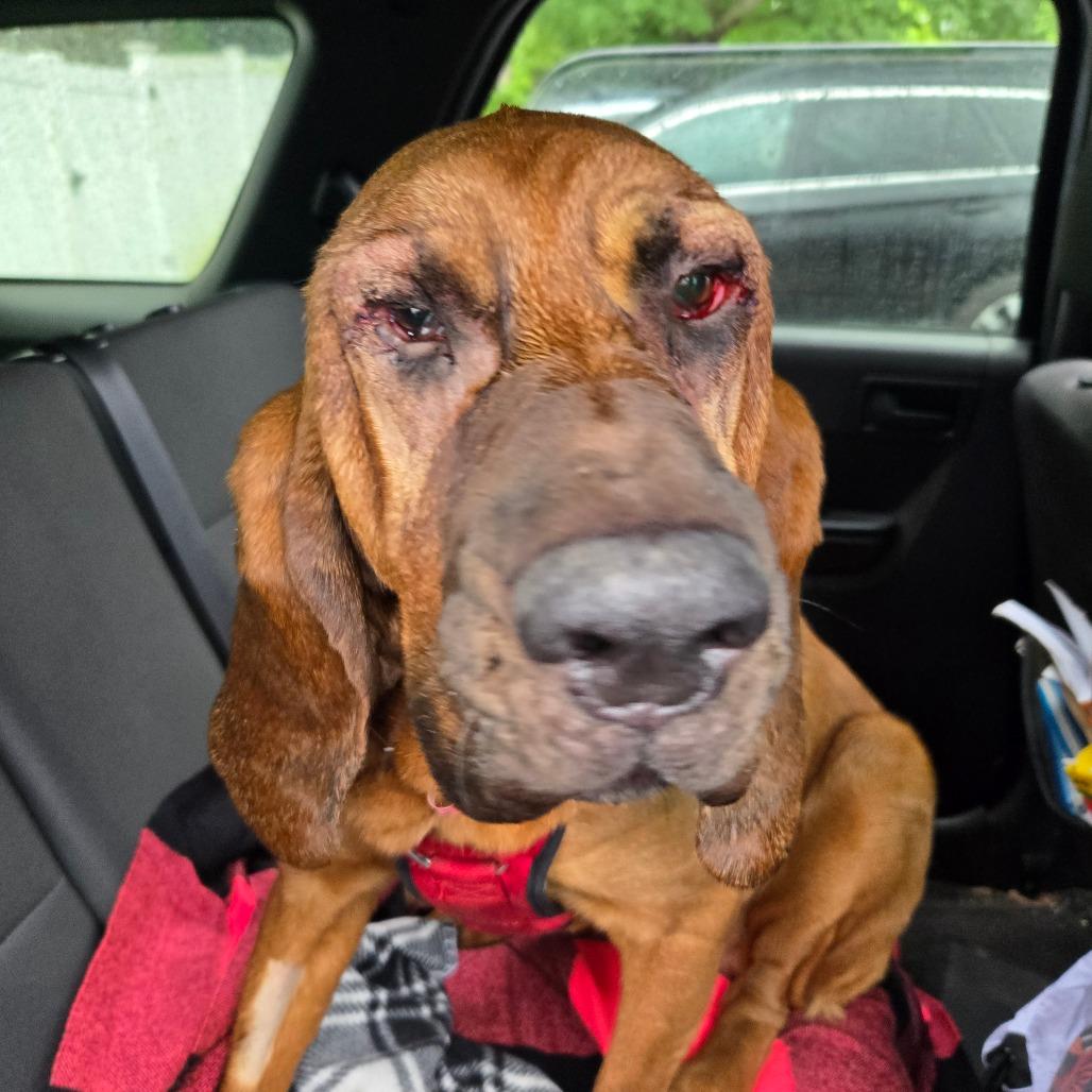 CT Sanya (Fostered in Glastonbury, CT), Adoptable, Adult Female Bloodhound.