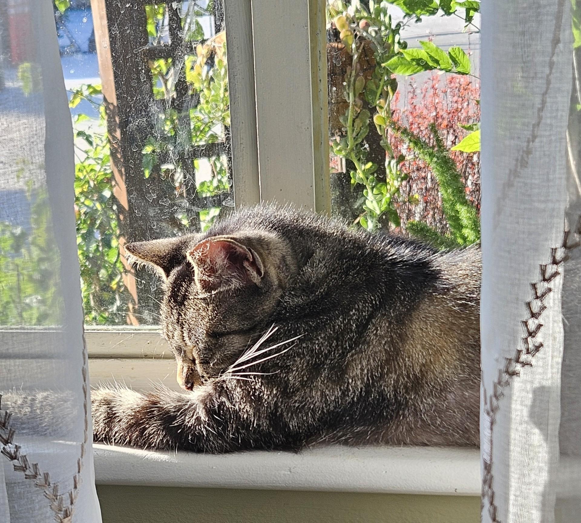 Gidget, a Adoptable Domestic Short Hair in Tustin, CA image 3/4