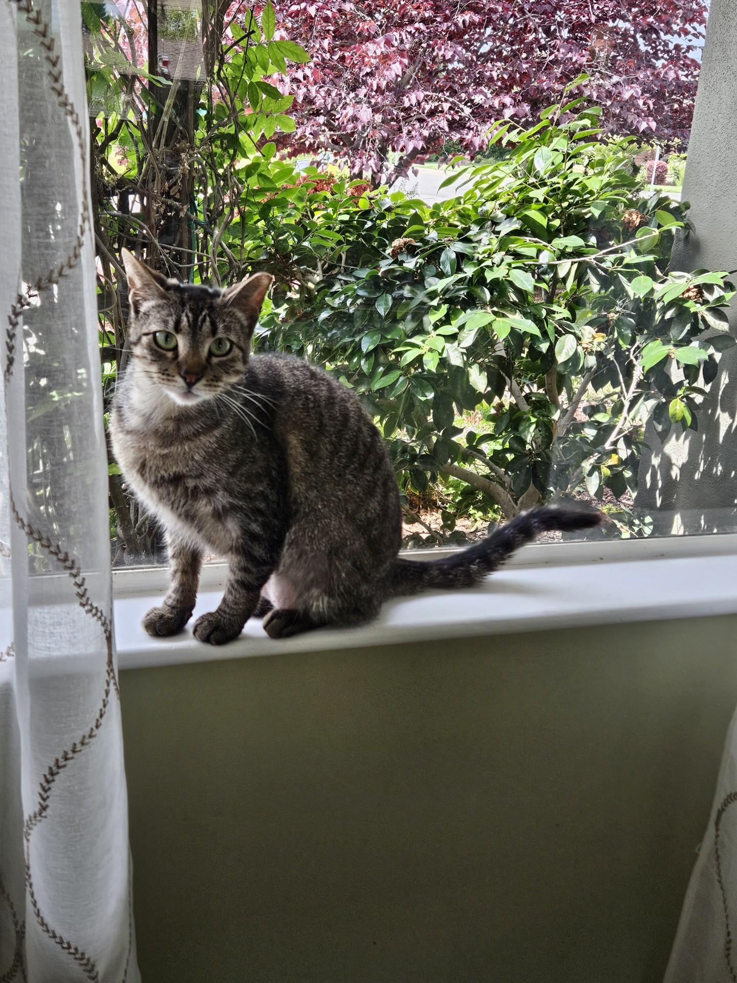 Gidget, a Adoptable Domestic Short Hair in Tustin, CA image 1/4