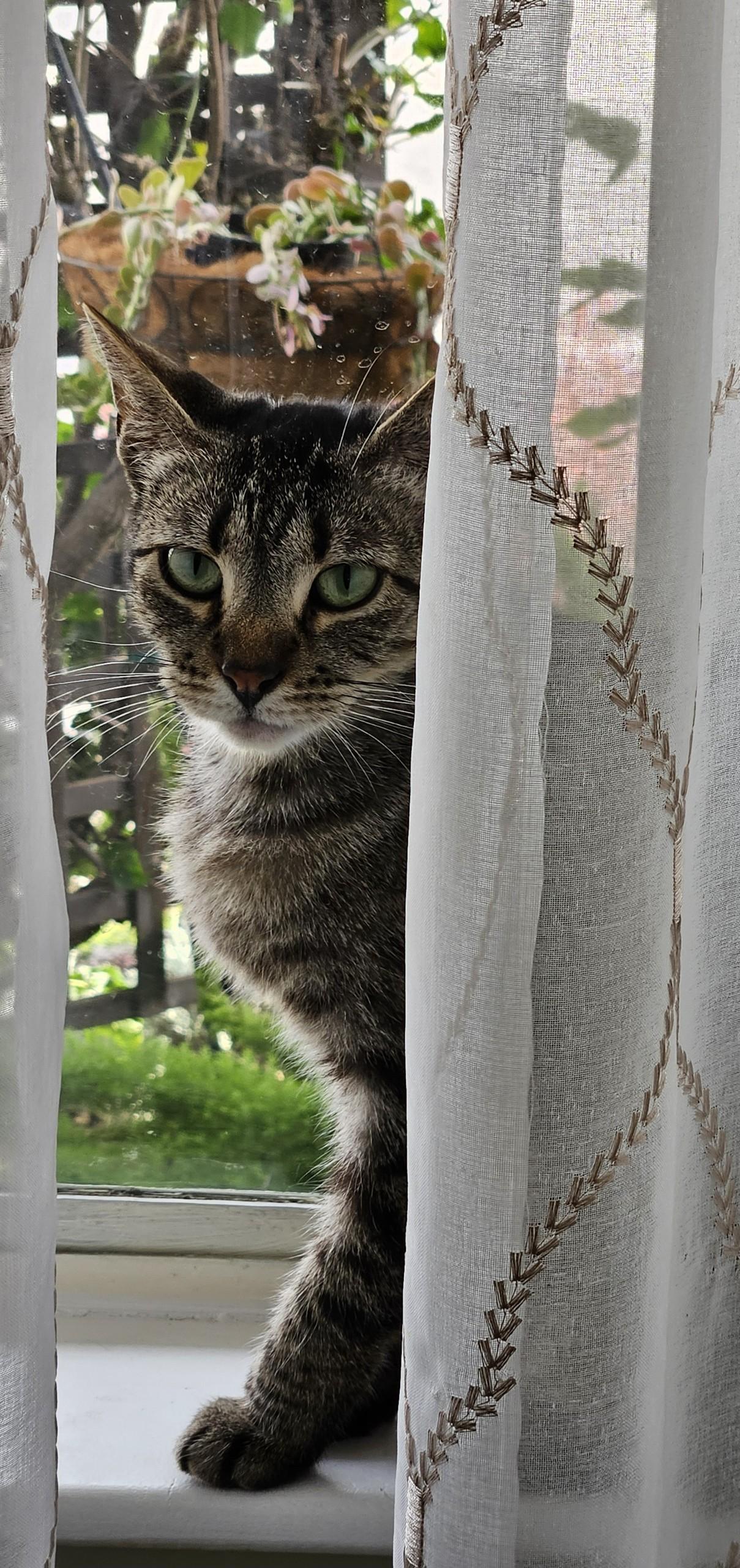 Gidget, a Adoptable Domestic Short Hair in Tustin, CA image 2/4