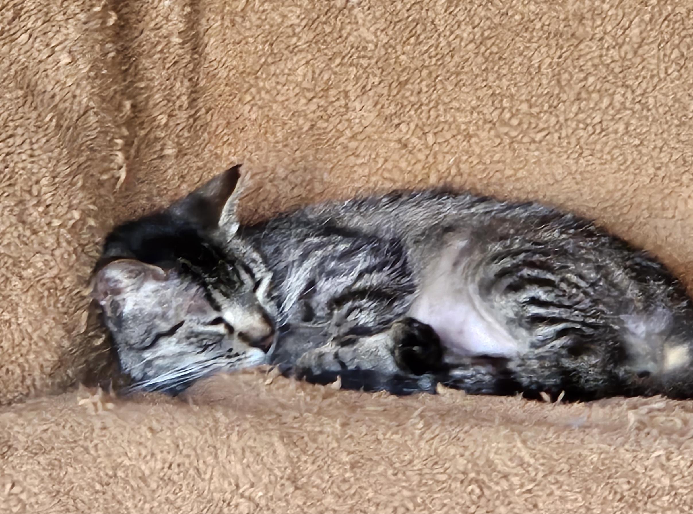 Gidget, a Adoptable Domestic Short Hair in Tustin, CA image 4/4