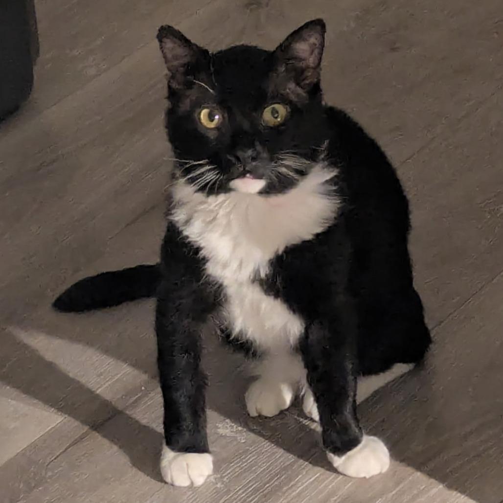Pumpkin, a Adoptable Domestic Short Hair in Layton, UT image 1/5