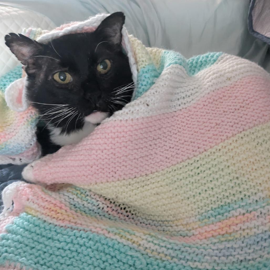 Pumpkin, a Adoptable Domestic Short Hair in Layton, UT image 3/5