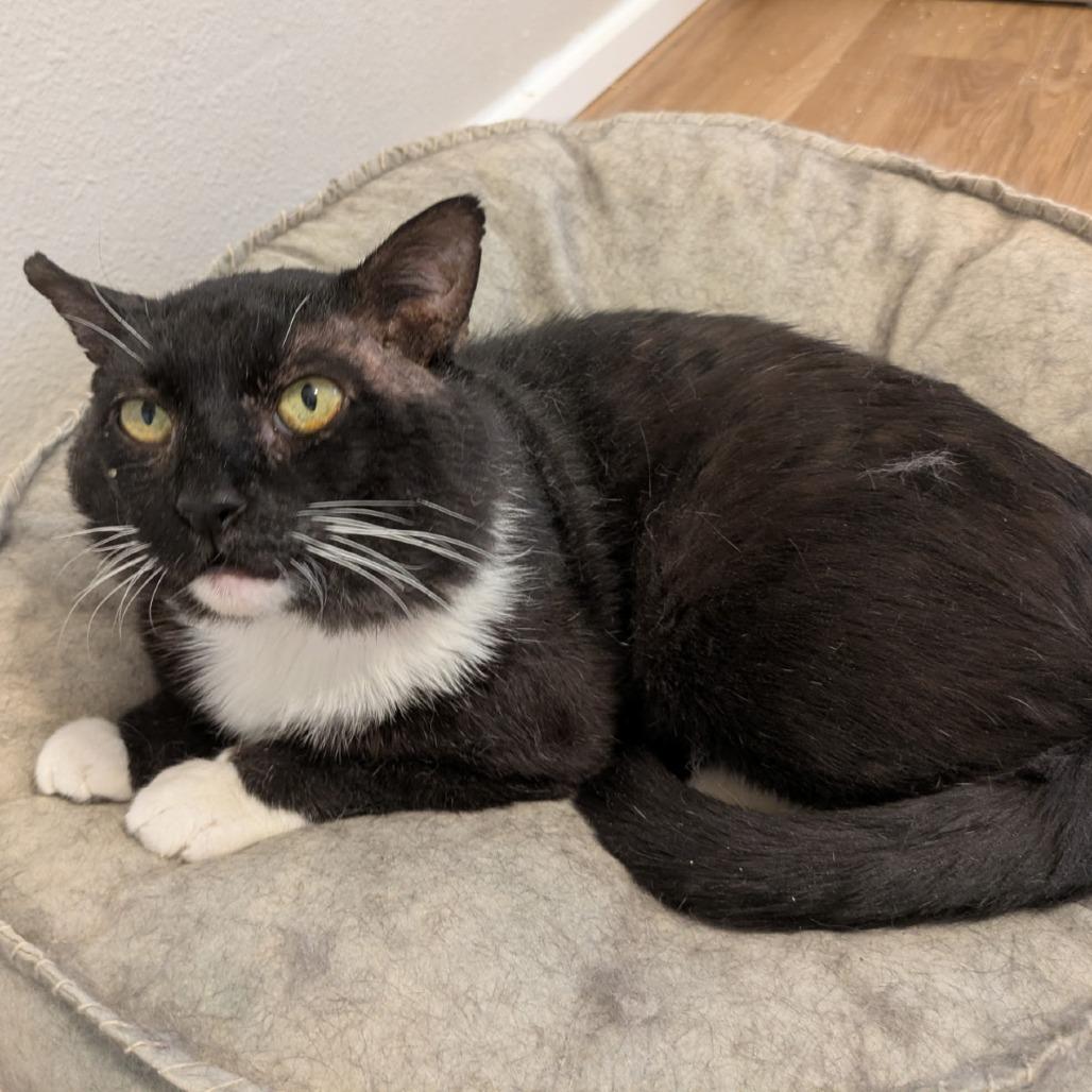 Pumpkin, a Adoptable Domestic Short Hair in Layton, UT image 4/5