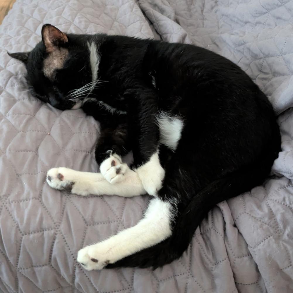 Pumpkin, a Adoptable Domestic Short Hair in Layton, UT image 5/5
