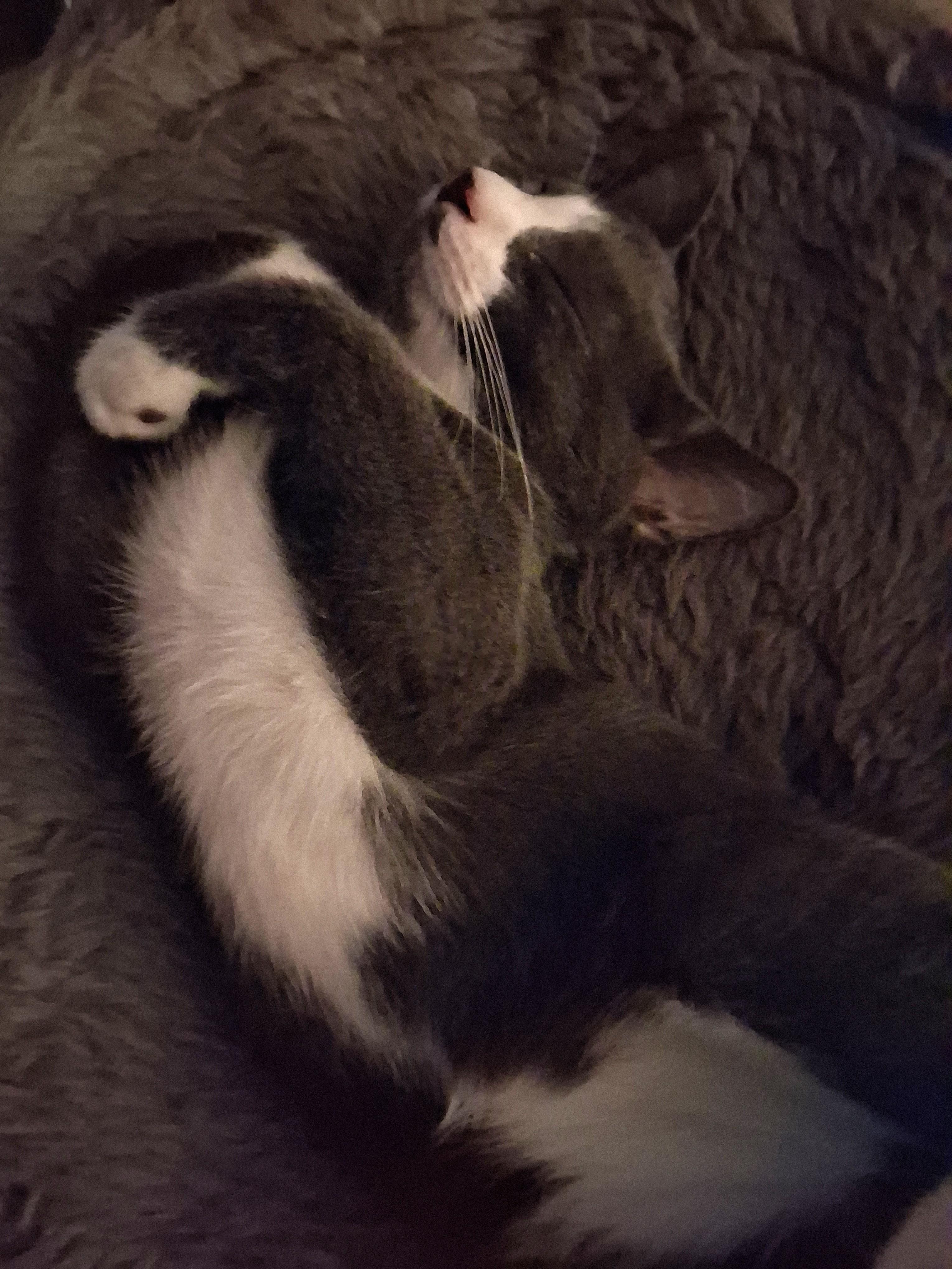Emmett