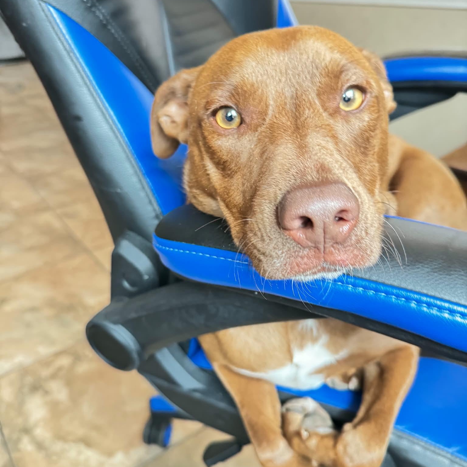 Royce, Adoptable, Adult Male Catahoula Leopard Dog & Retriever.