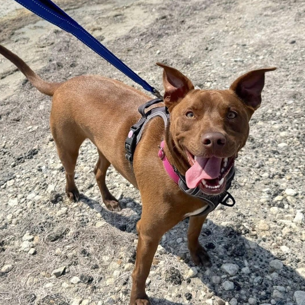 Enlarge Royce, a Adoptable mixed breed in Fort Lupton, CO image 4/6