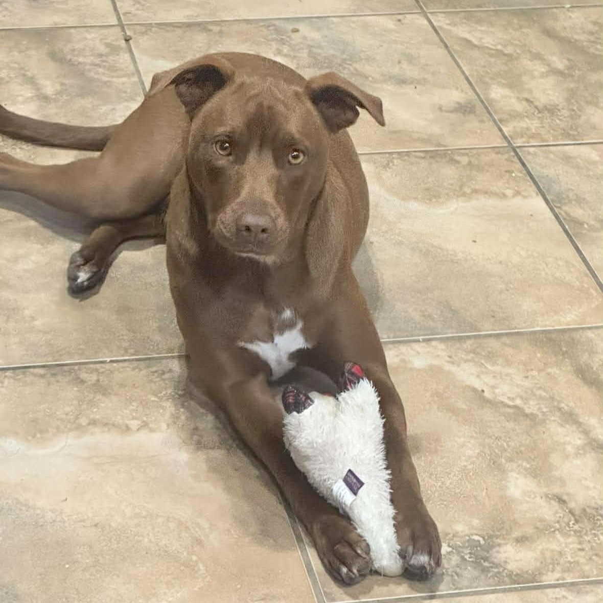 Enlarge Royce, a Adoptable mixed breed in Fort Lupton, CO image 2/6