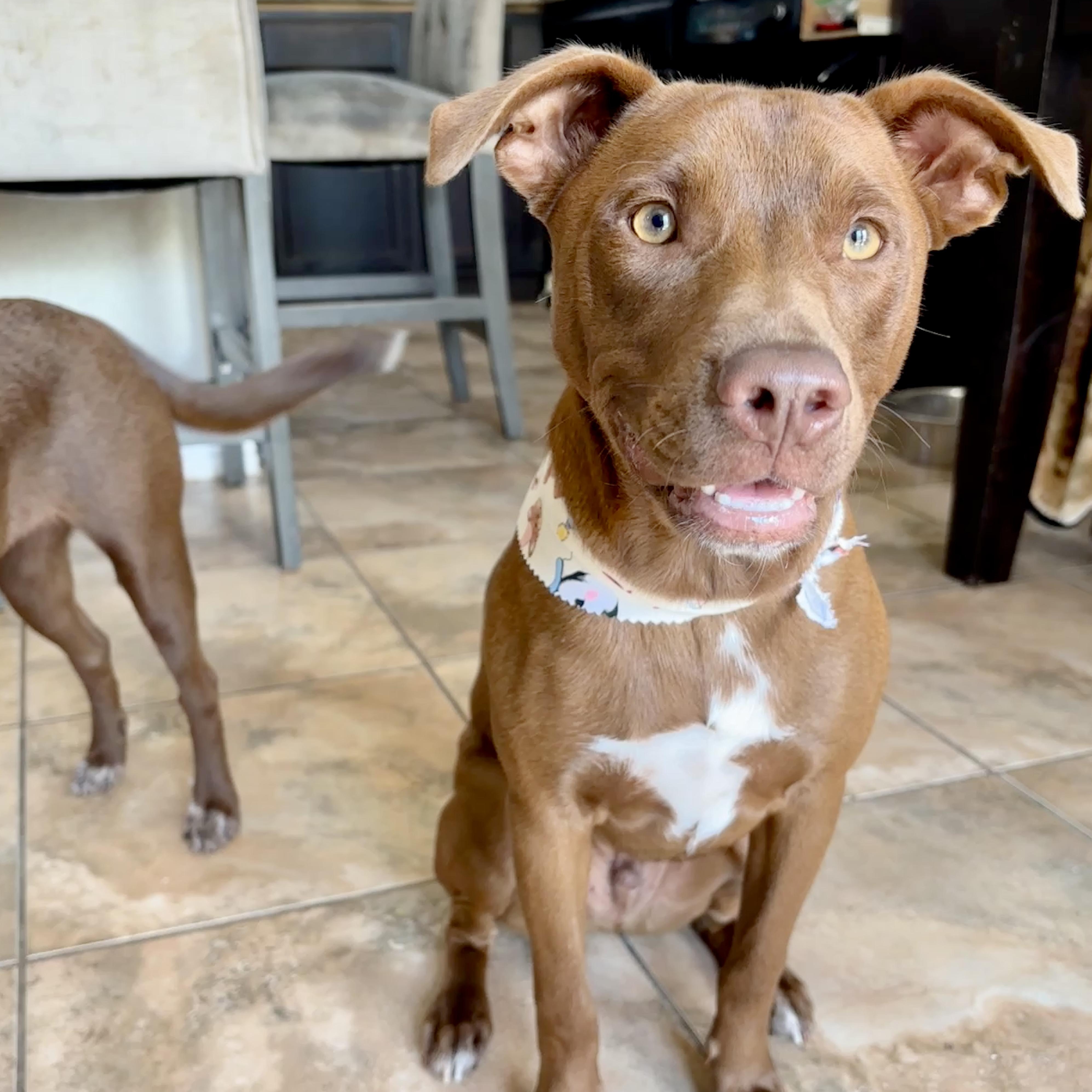 Enlarge Royce, a Adoptable mixed breed in Fort Lupton, CO image 5/6