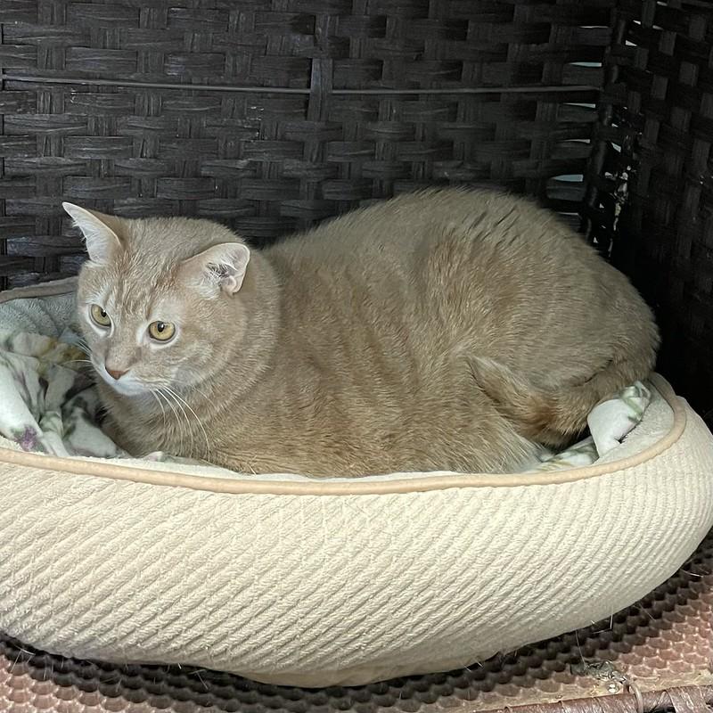 Gravy, a ADOPTABLE Domestic Short Hair in Chicago, IL image 3/4