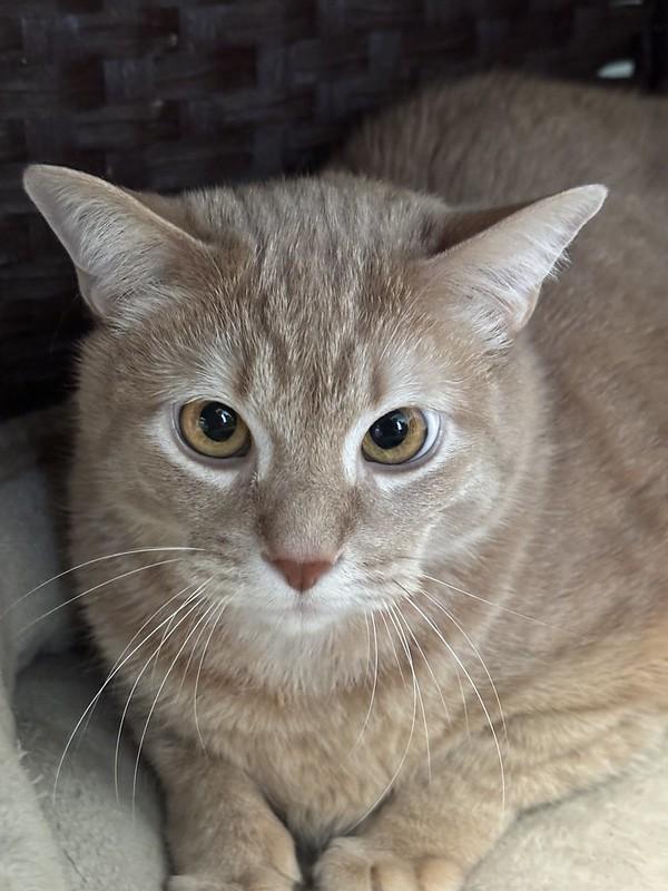 Gravy, a ADOPTABLE Domestic Short Hair in Chicago, IL image 1/4