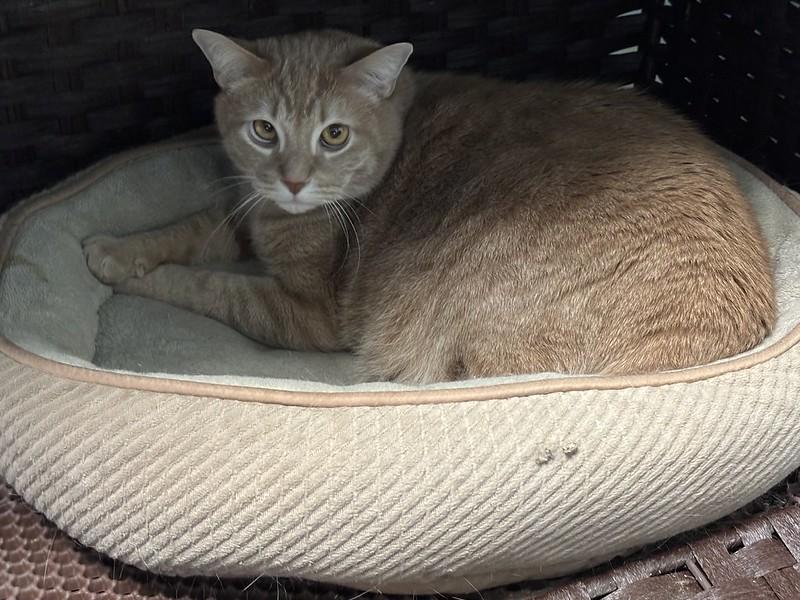 Gravy, a ADOPTABLE Domestic Short Hair in Chicago, IL image 4/4