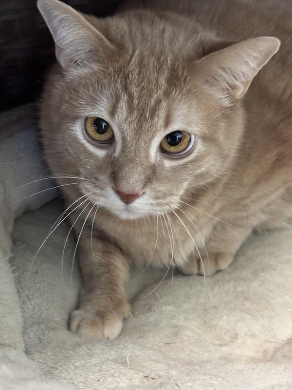 Gravy, a ADOPTABLE Domestic Short Hair in Chicago, IL image 2/4