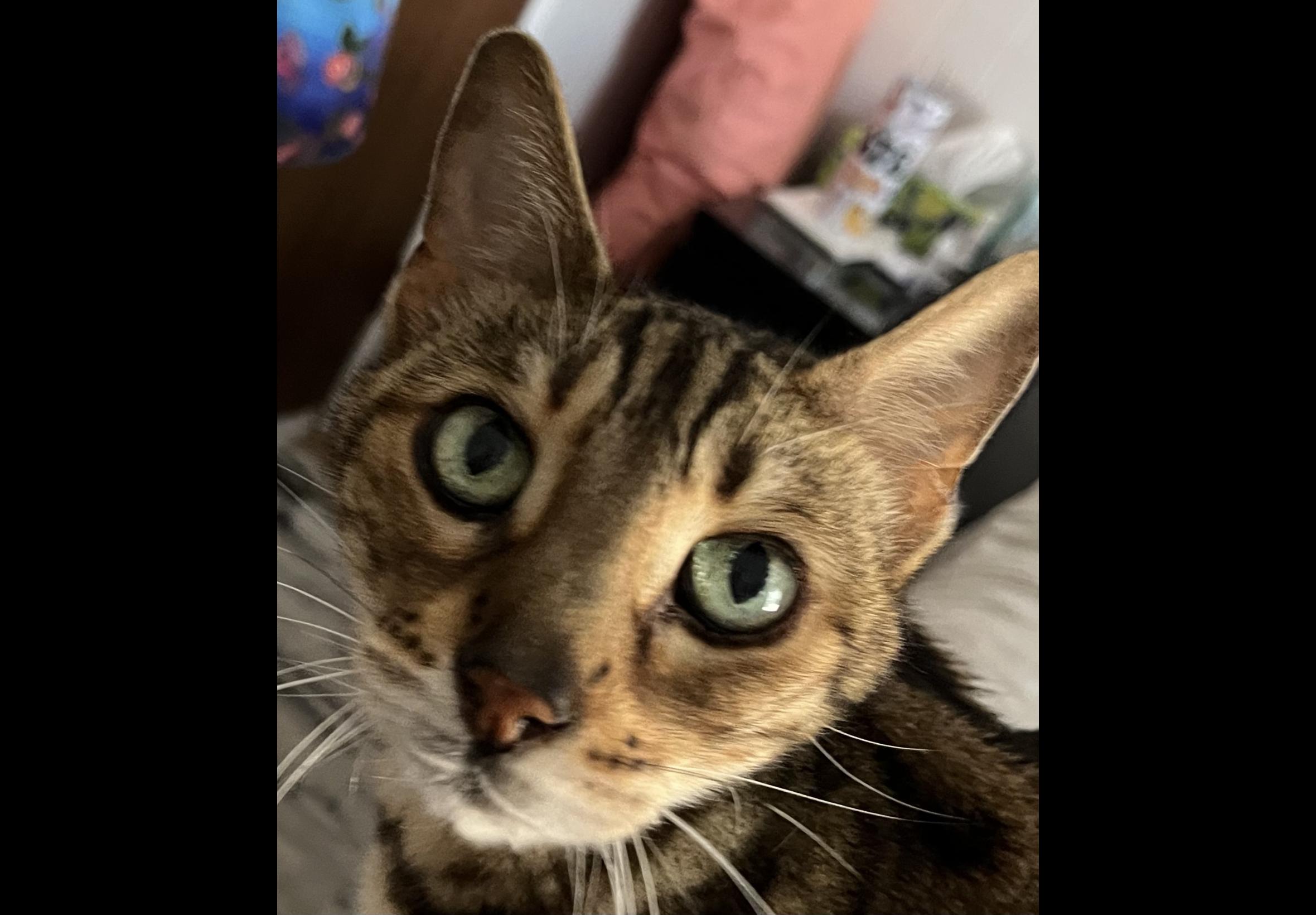Enlarge Freya - FL, a ADOPTABLE Bengal in Delray Beach, FL image 4/4