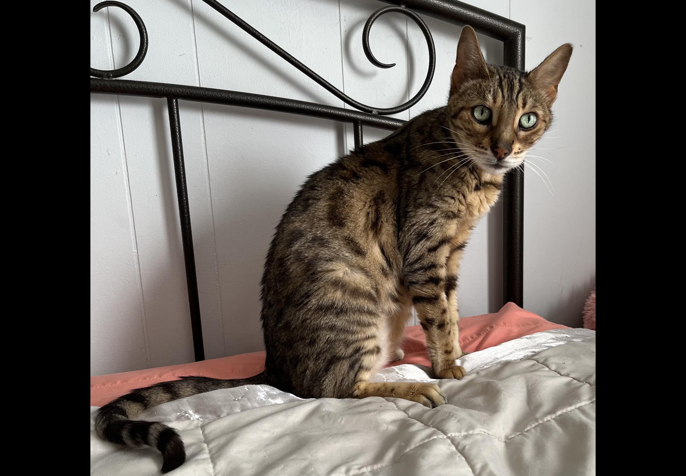 Enlarge Freya - FL, a ADOPTABLE Bengal in Delray Beach, FL image 2/4