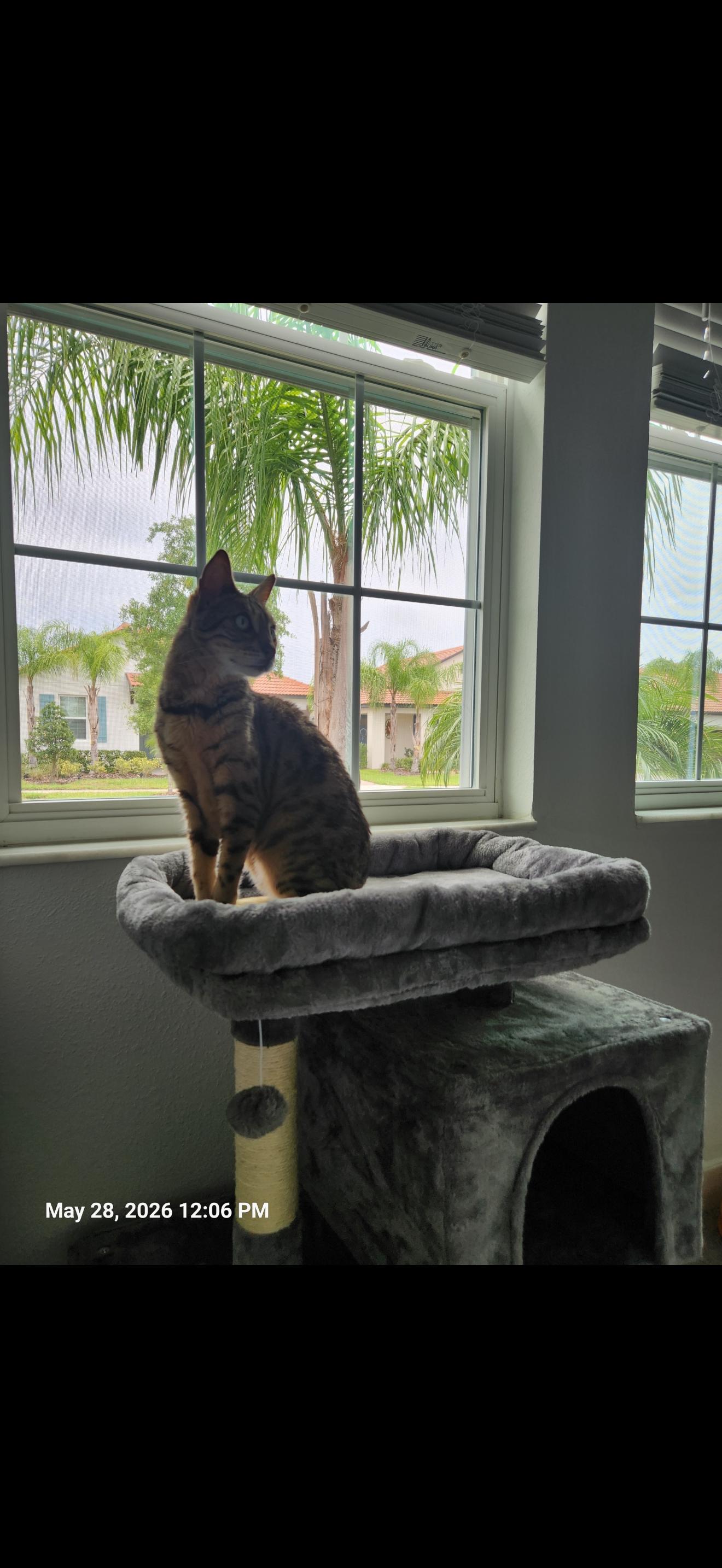 Freya - FL, an adoptable Bengal in Delray Beach, FL image 3/4