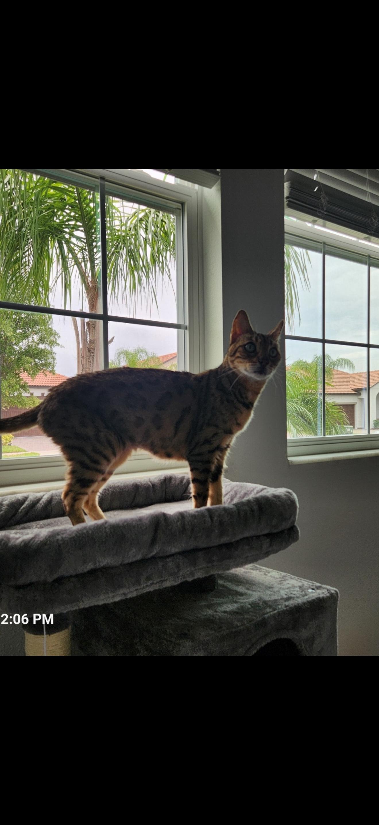 Freya - FL, an adoptable Bengal in Delray Beach, FL image 1/4
