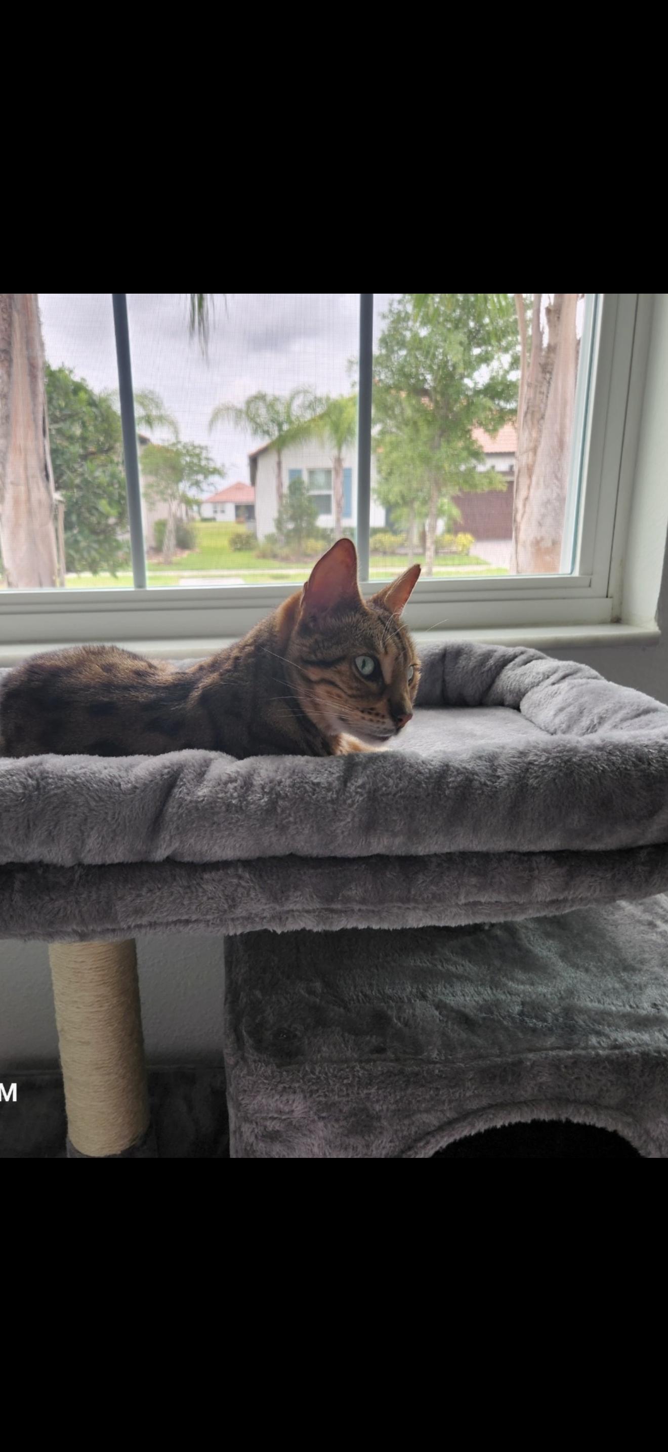 Freya - FL, an adoptable Bengal in Delray Beach, FL image 2/4