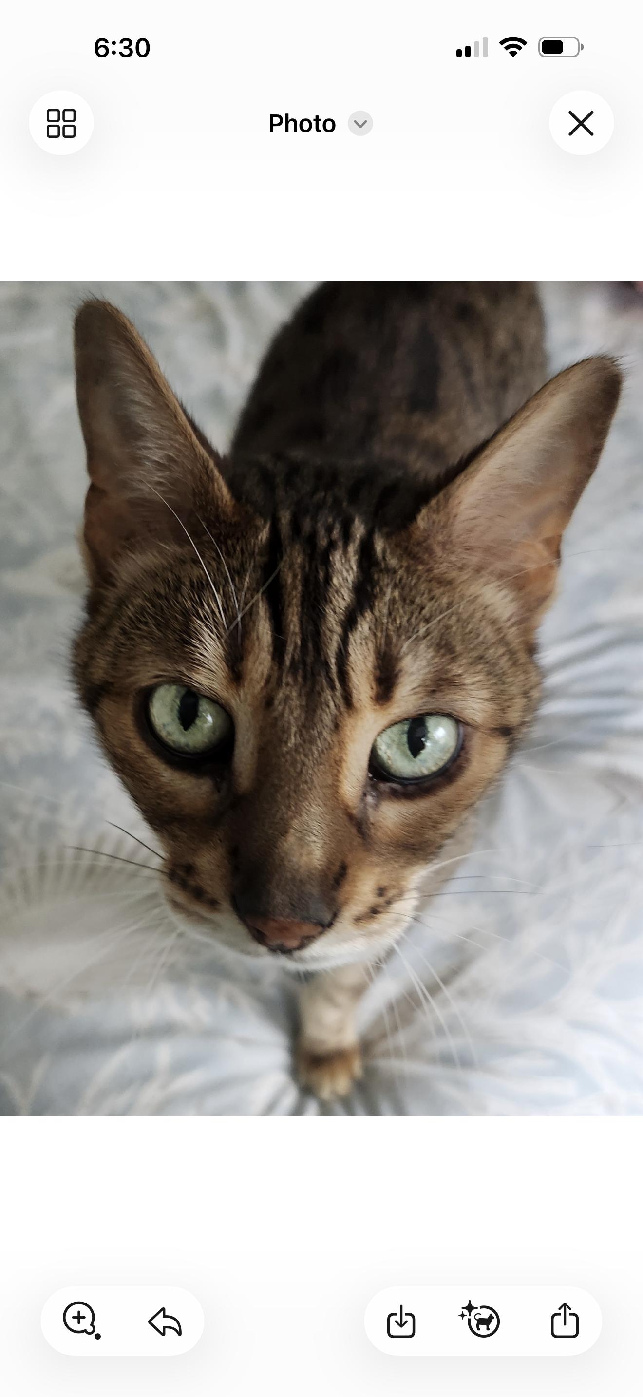Freya - FL, an adoptable Bengal in Delray Beach, FL image 4/4