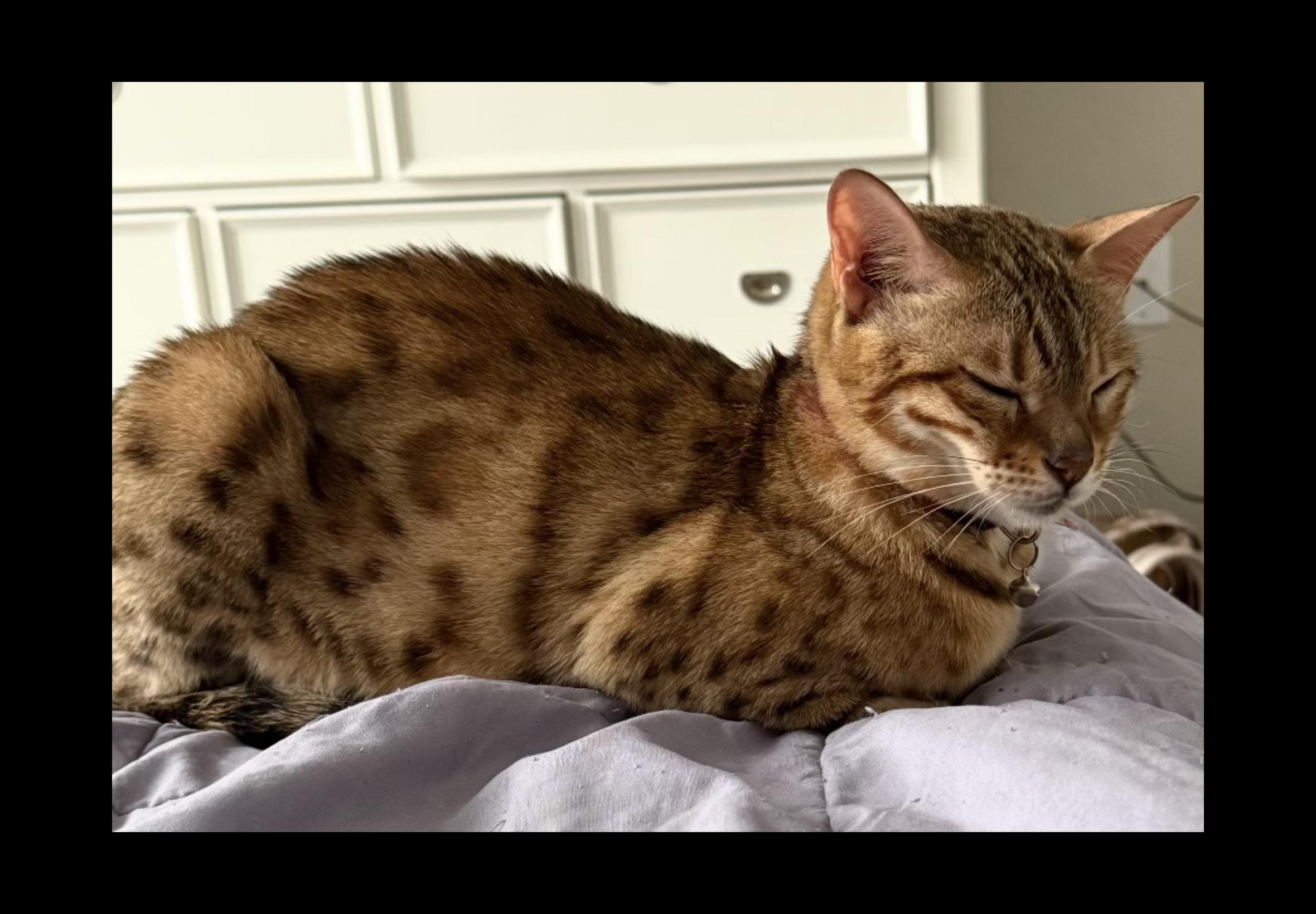 Enlarge Freya - FL, a ADOPTABLE Bengal in Delray Beach, FL image 1/4