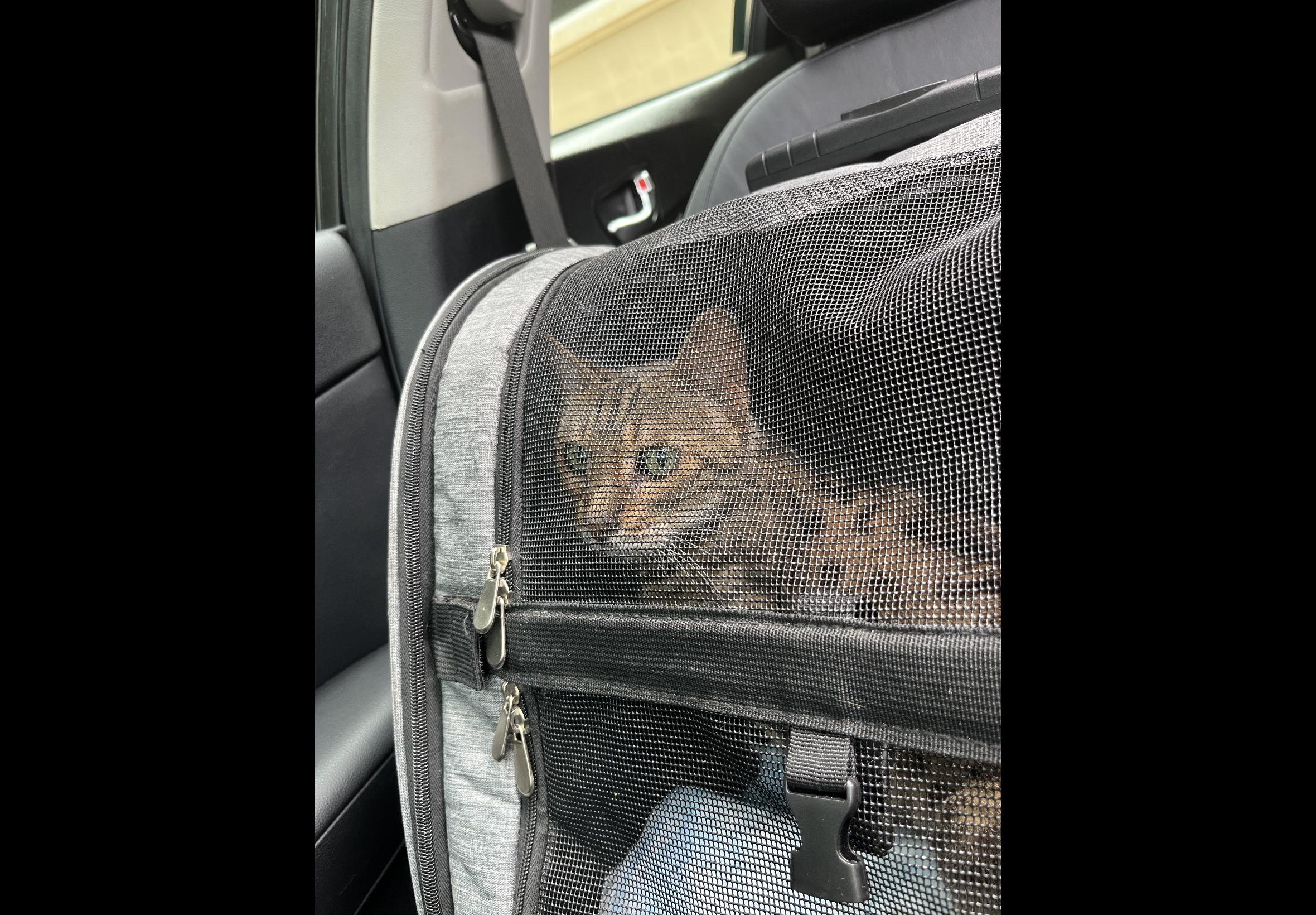 Enlarge Freya - FL, a ADOPTABLE Bengal in Delray Beach, FL image 3/4