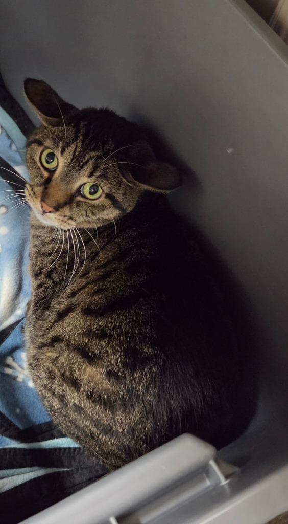 Enlarge Kat, a Adoptable mixed breed in Medford, WI image 1/1