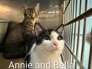 Enlarge Annie, a Adoptable Domestic Short Hair in Clawson, MI image 1/1