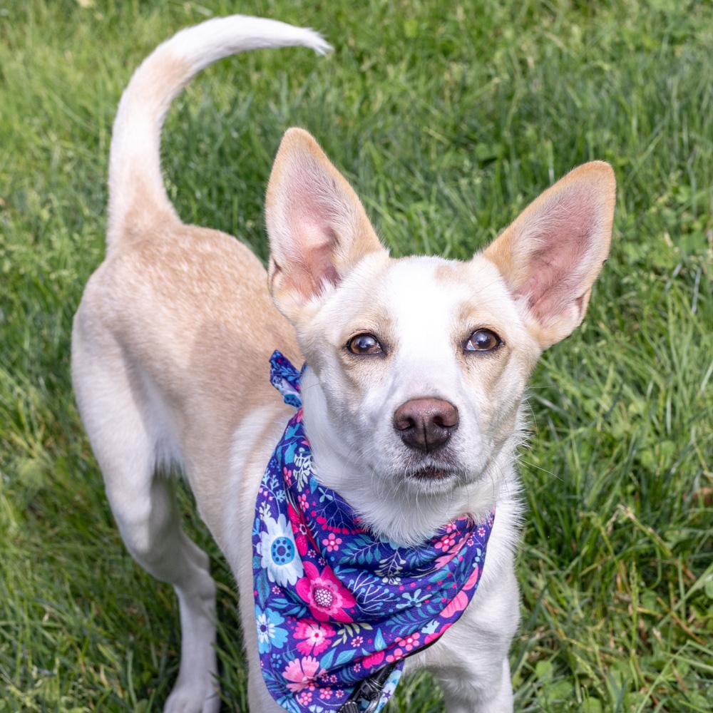 Willow (Female), Adoptable, Puppy Female Cattle Dog & Labrador Retriever.