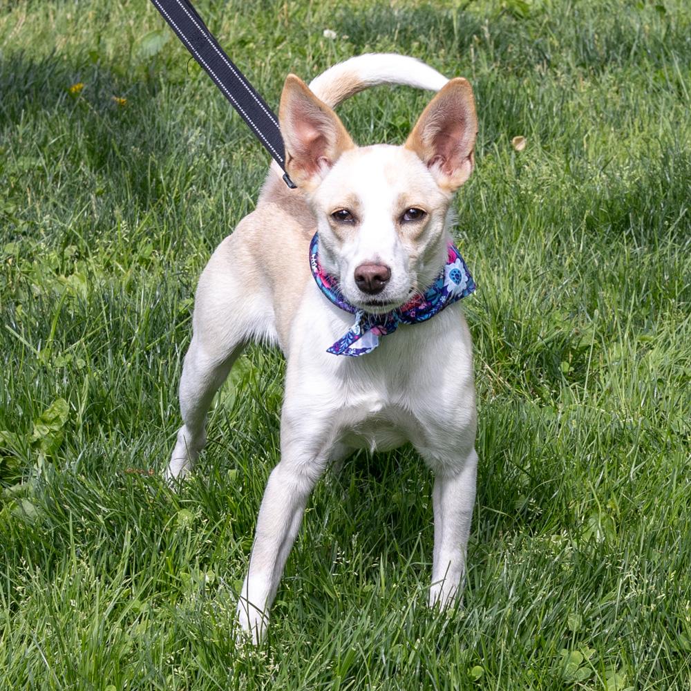 Willow (Female), a Adoptable mixed breed in West Grove, PA image 5/6