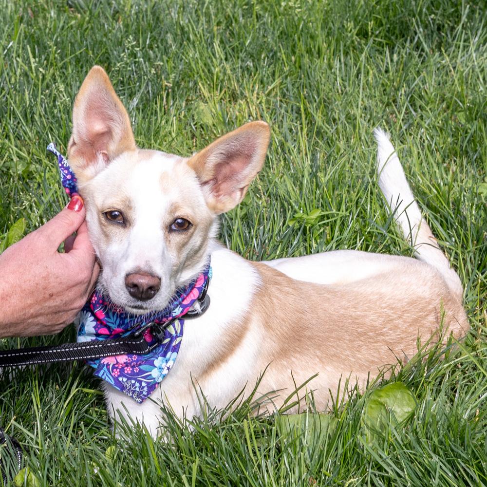 Willow (Female), a Adoptable mixed breed in West Grove, PA image 2/6