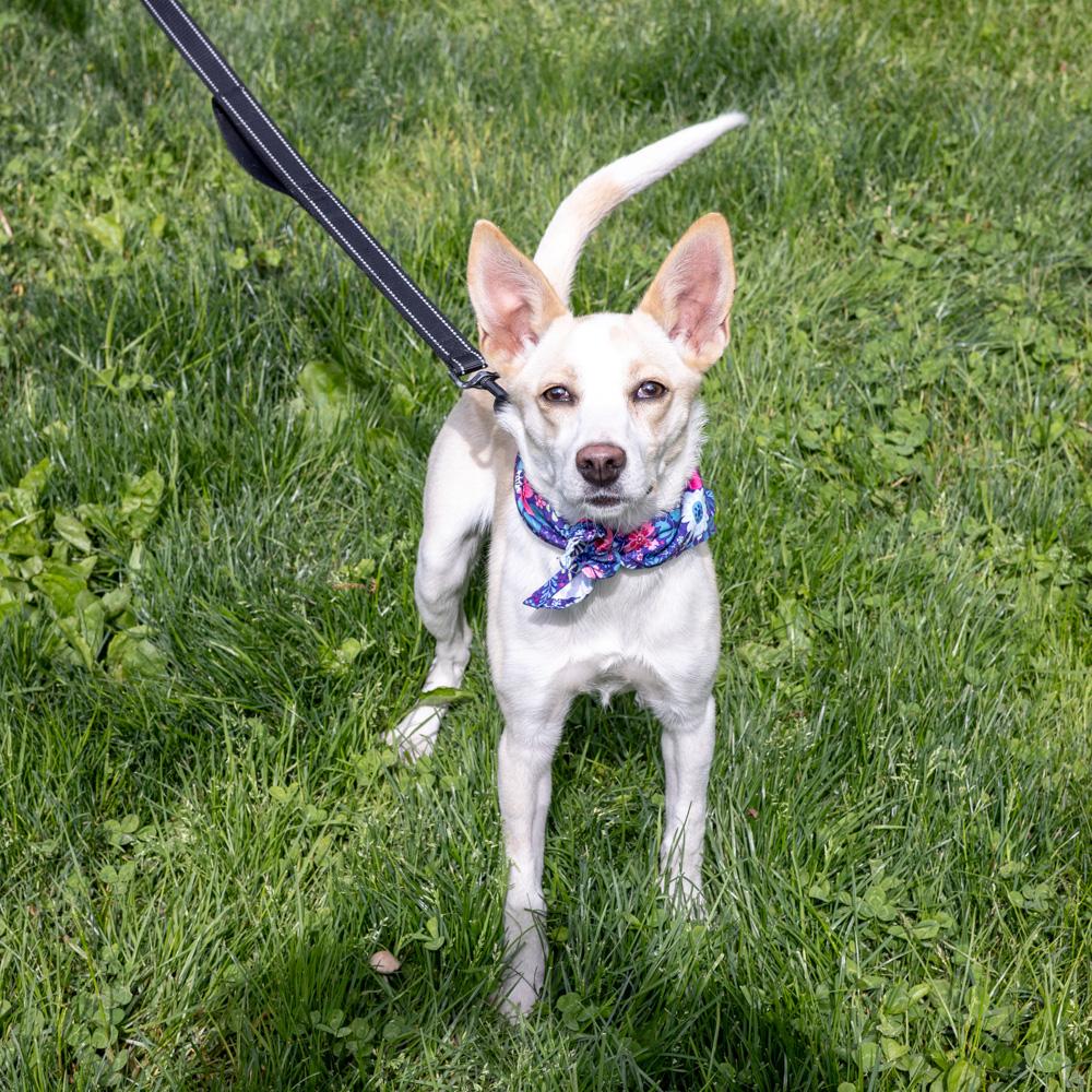 Willow (Female), a Adoptable mixed breed in West Grove, PA image 3/6