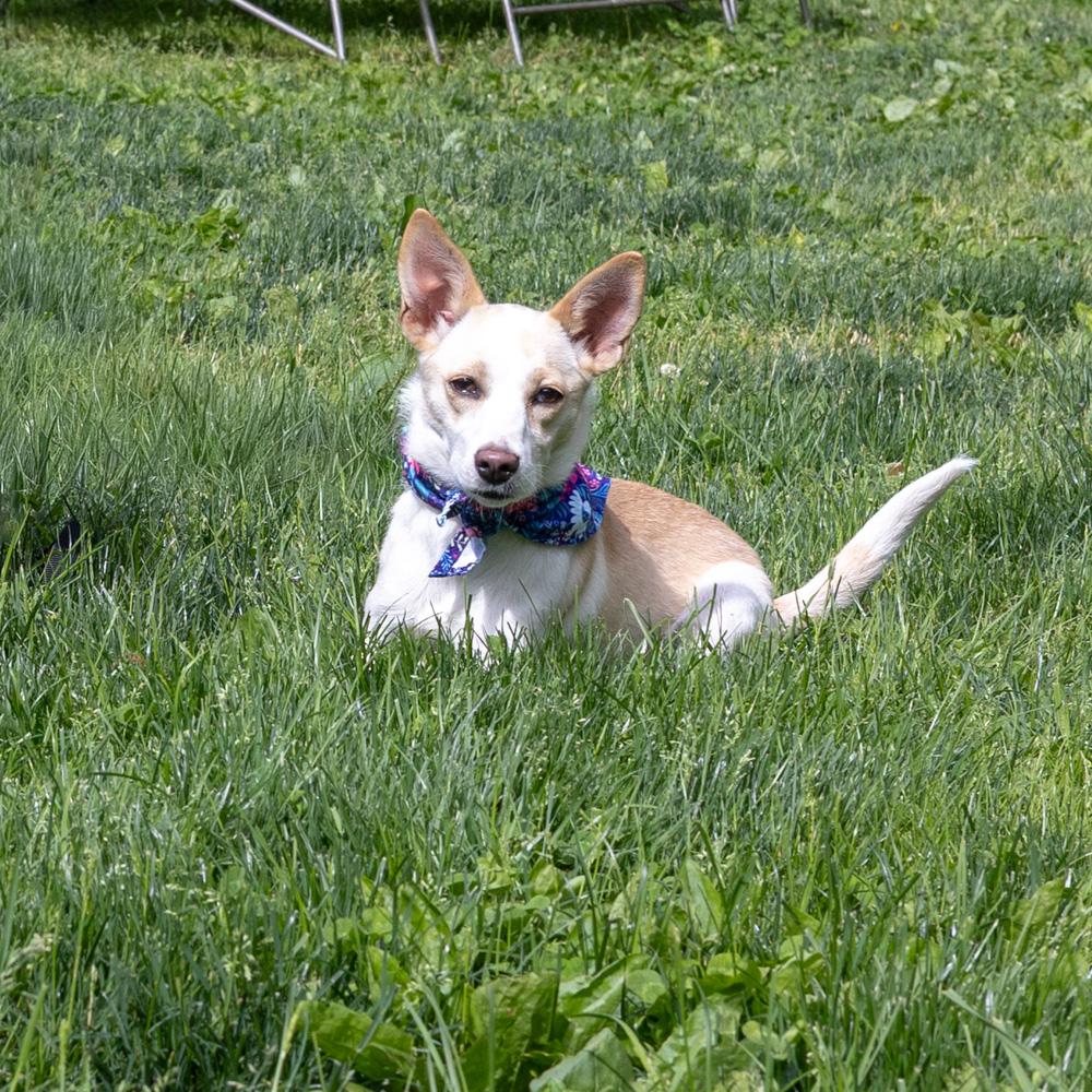 Willow (Female), a Adoptable mixed breed in West Grove, PA image 6/6