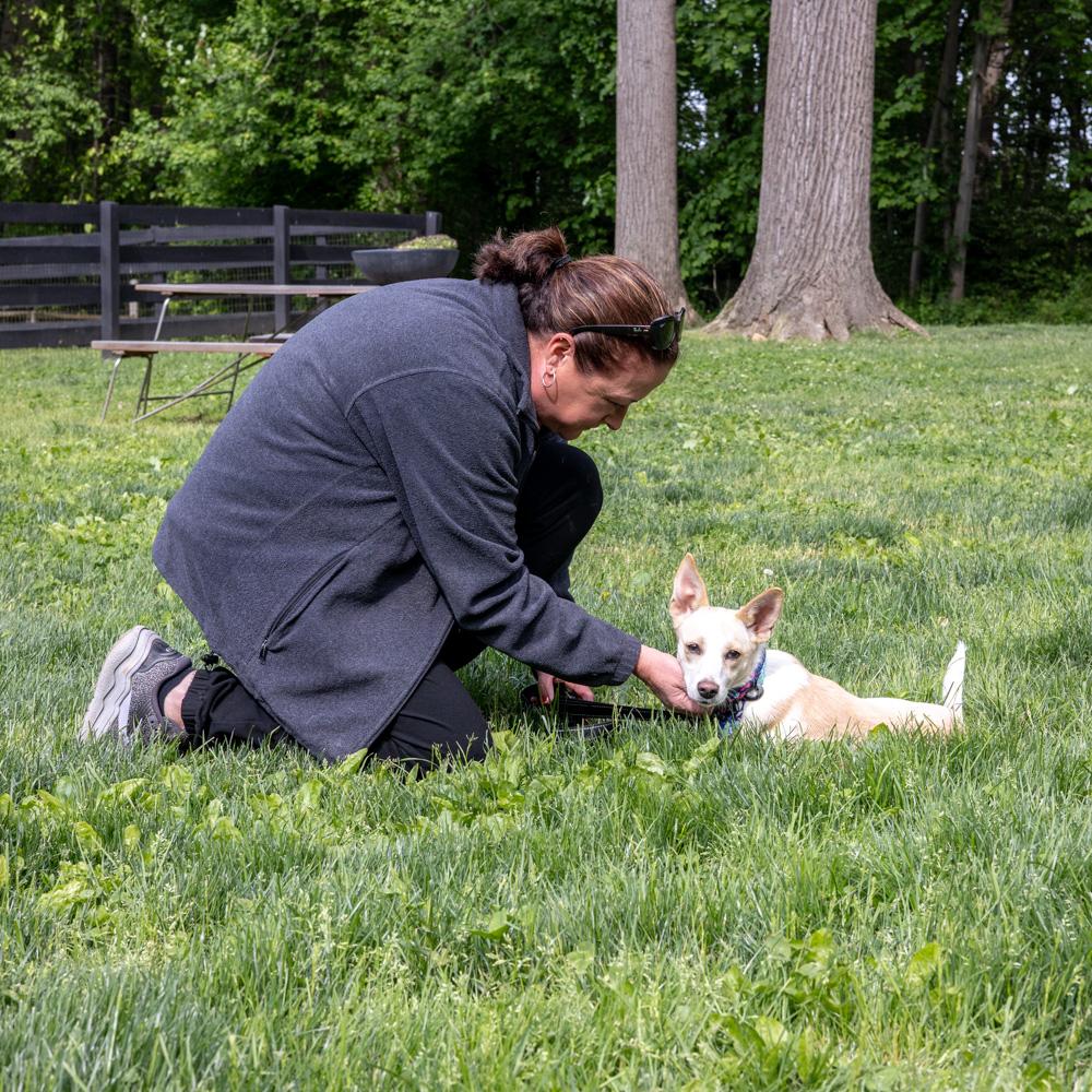 Willow (Female), a Adoptable mixed breed in West Grove, PA image 4/6