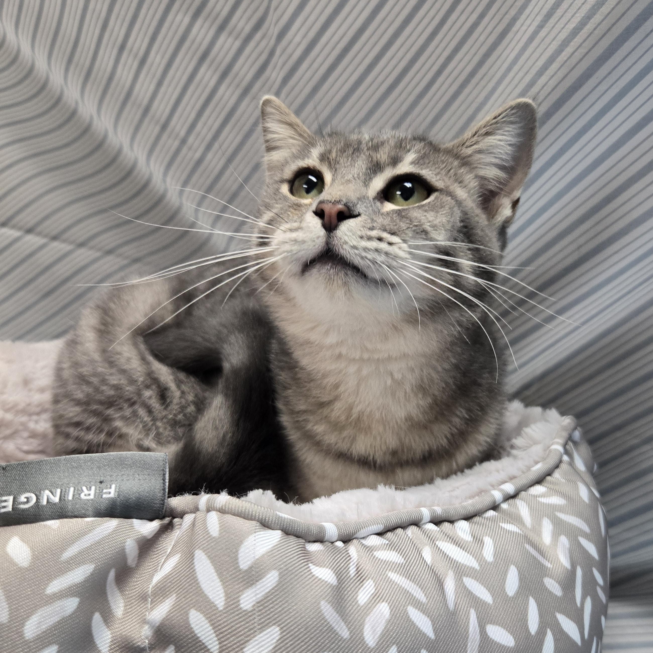 Enlarge Pho, an adopted Domestic Short Hair in Richmond, KY image 1/6