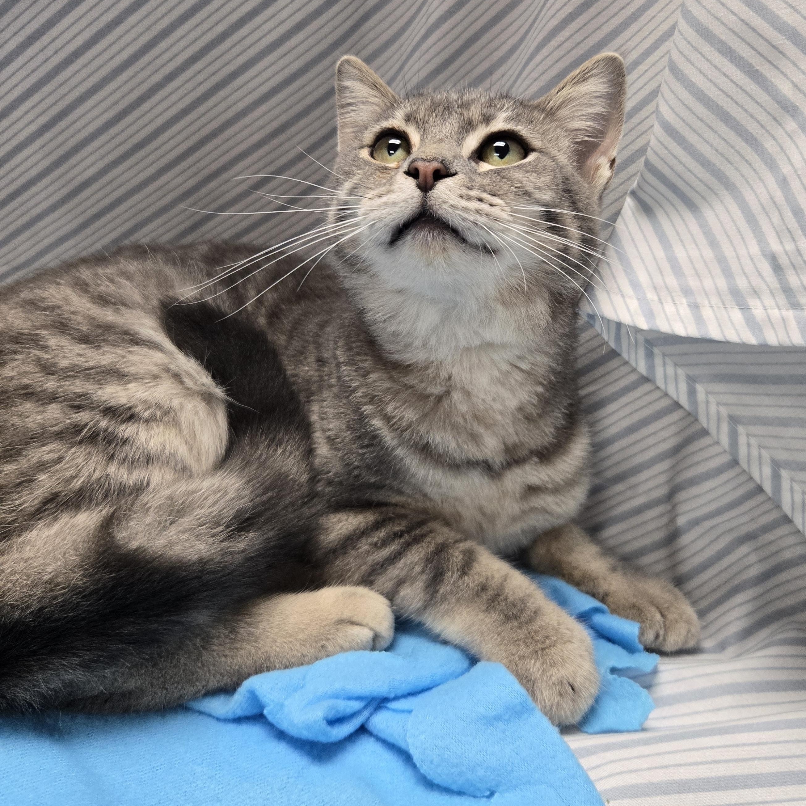 Enlarge Pho, an adopted Domestic Short Hair in Richmond, KY image 6/6