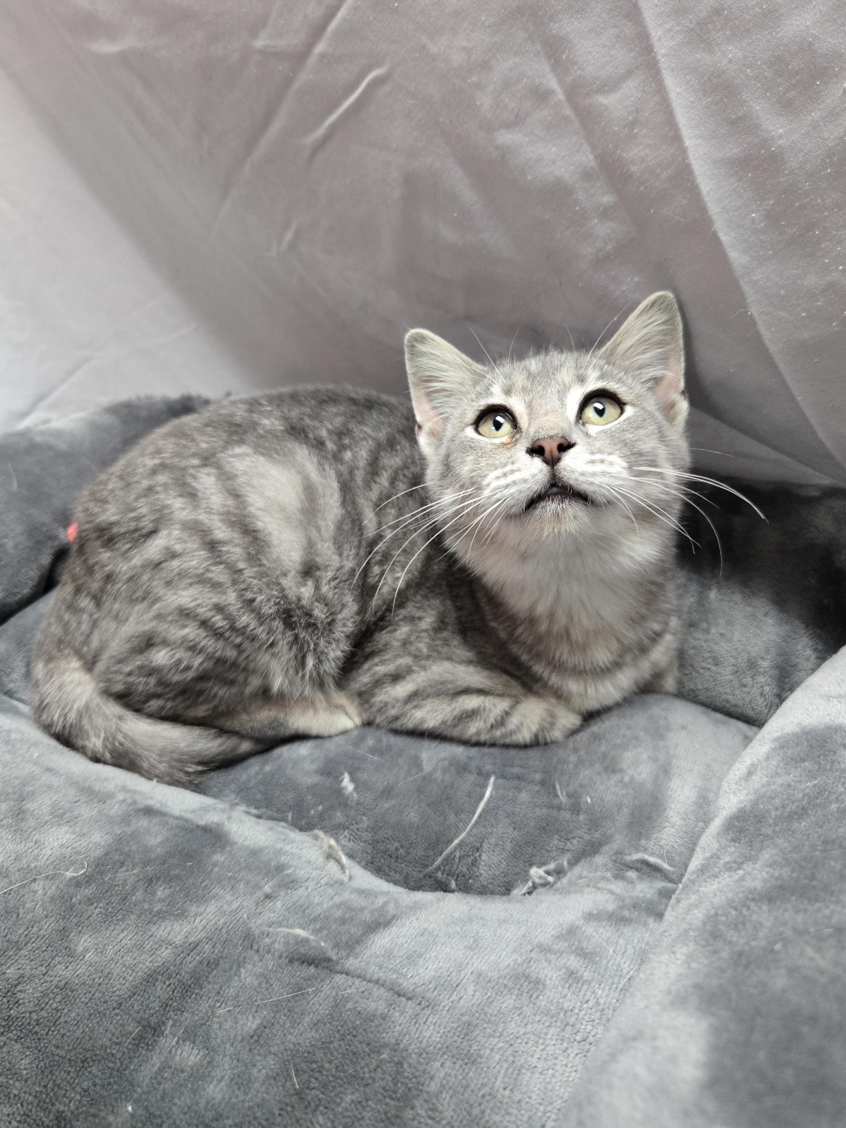 Enlarge Pho, an adopted Domestic Short Hair in Richmond, KY image 3/6