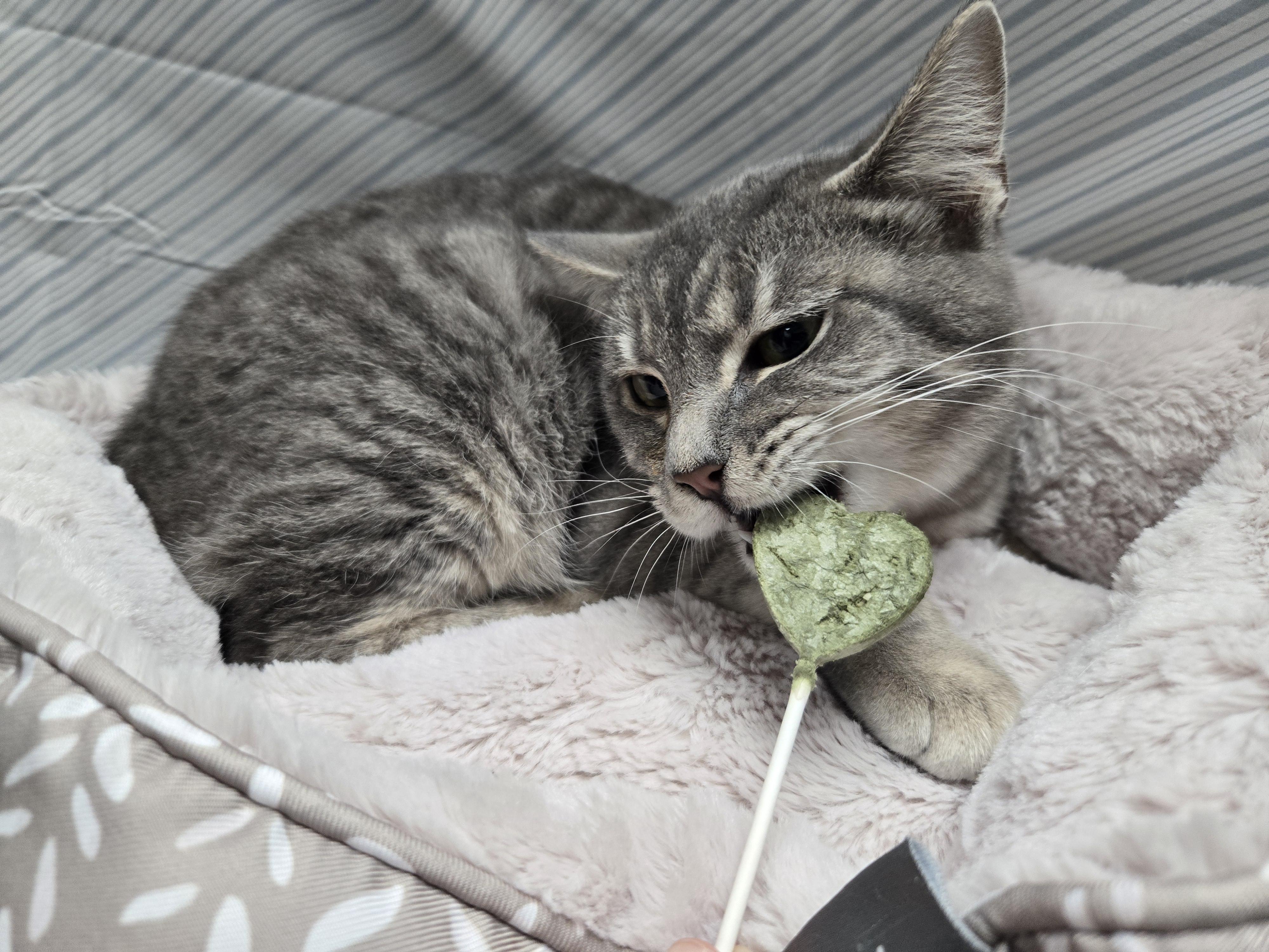 Enlarge Pho, an adopted Domestic Short Hair in Richmond, KY image 4/6