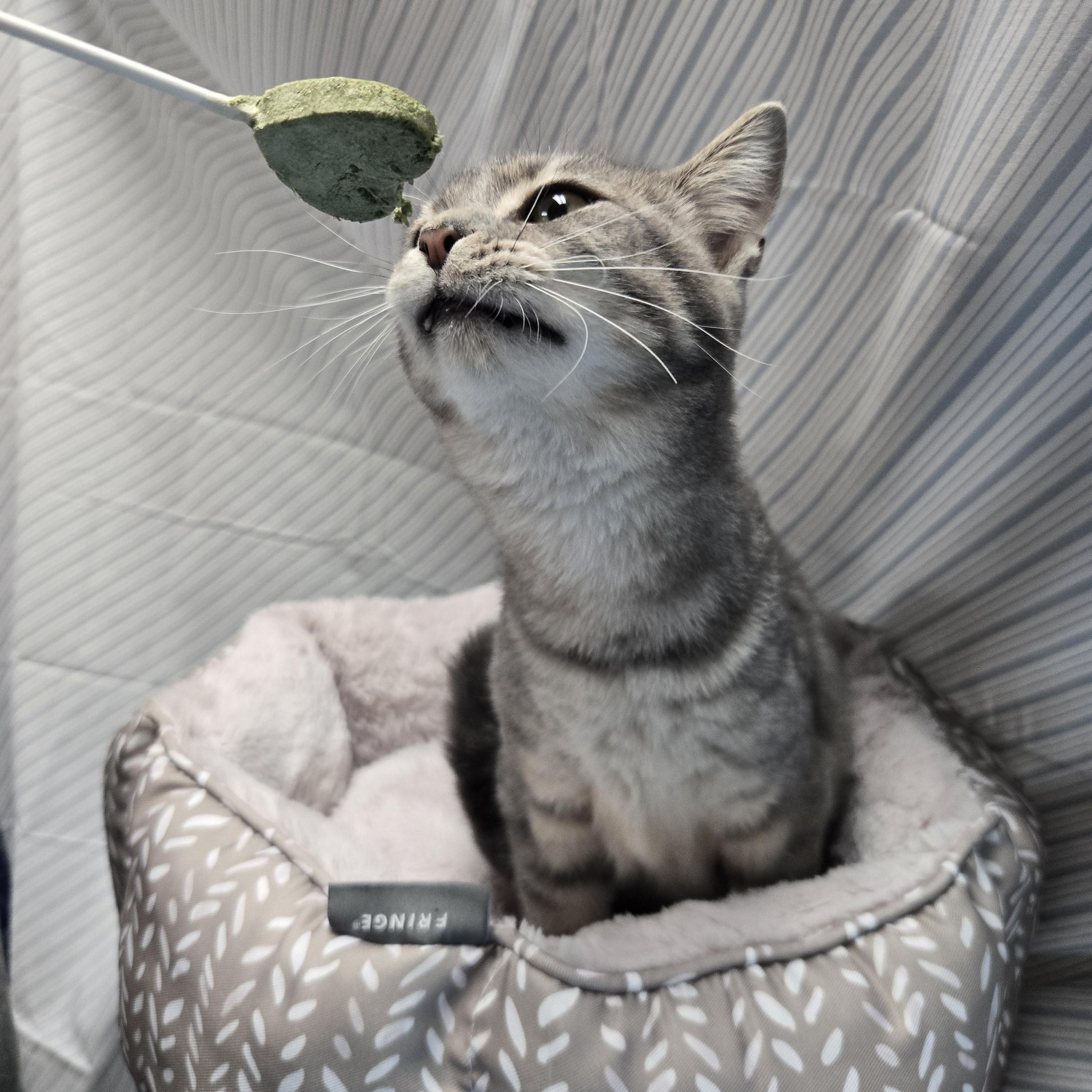 Enlarge Pho, an adopted Domestic Short Hair in Richmond, KY image 5/6