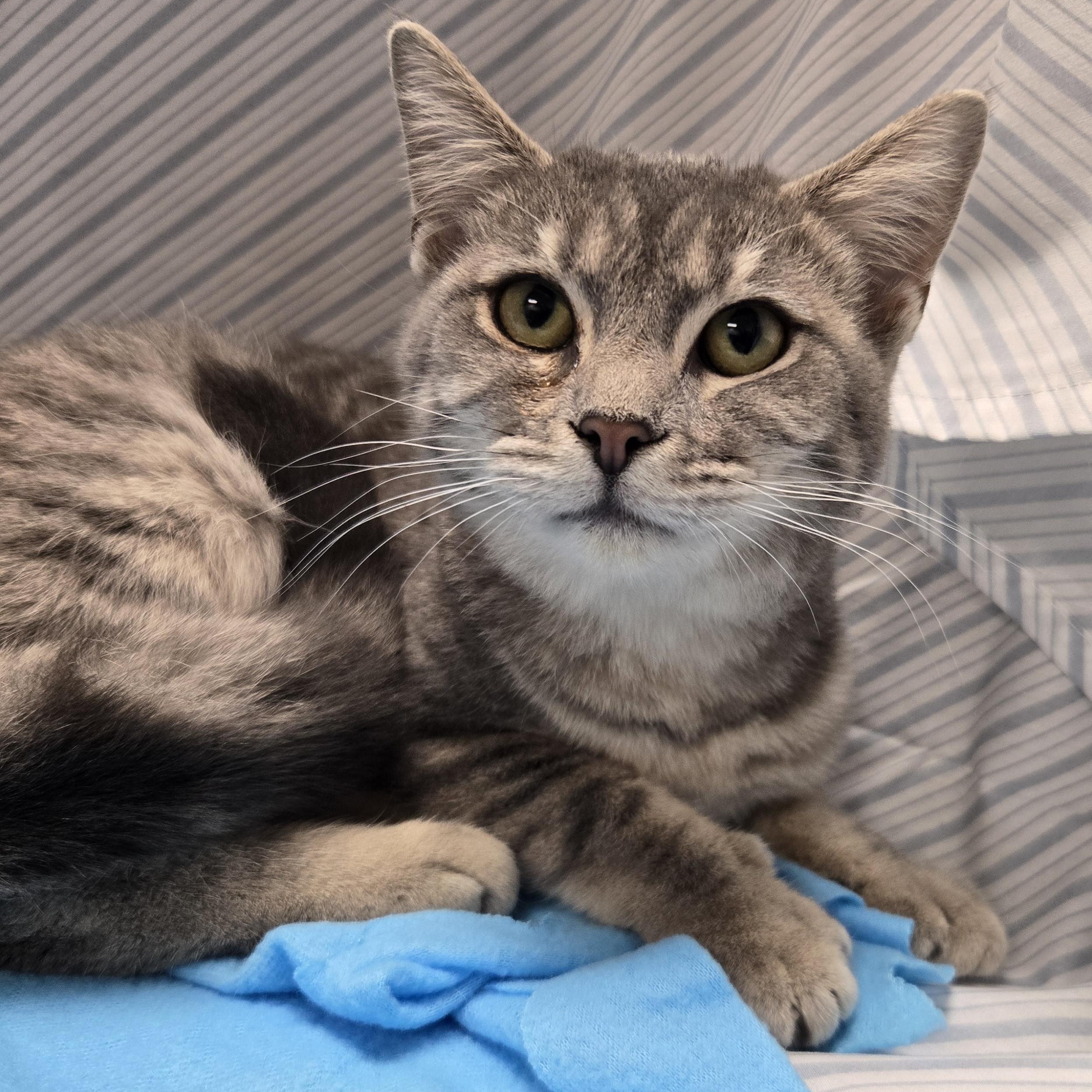 Enlarge Pho, an adopted Domestic Short Hair in Richmond, KY image 2/6