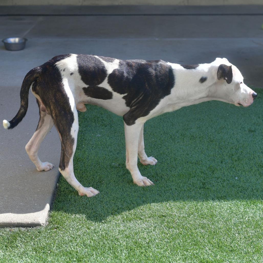 Carter, a Adoptable mixed breed in Ottawa, KS image 1/2